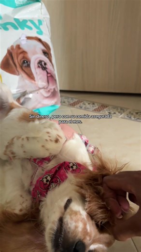 Coker Spaniel: Amor y Cuidados para tu Perrito