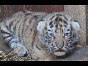 Cute Baby Animals Living In Zoo Compilation 2015 [NEW HD VIDEO]