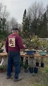 23K views · 5.5K reactions | Will this year be the year? #wisteria #wisteriabonsai #bonsaisociety | David Easterbrook Bonsai | Facebook