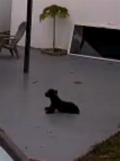#dog #pregnant #funny #tiktok #fyp | dog