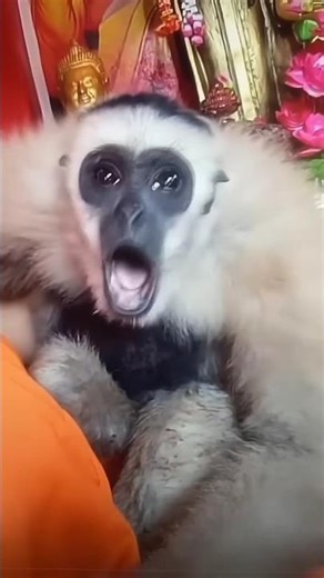 Monkey Sounds Video🐒😂#funny #monkey #animals#comedy #cute#funnyanimals