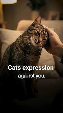 Why Your Cat Licks You — The Science Behind It