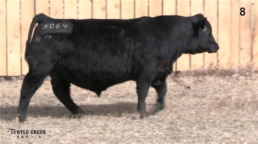 Lot 8: Turtle Creek Angus - Annual Angus Bull Sale