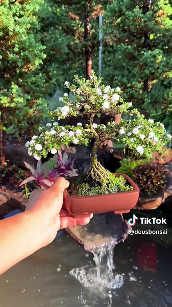 Serissa Japonica Var Snow Rose: Bonsai Garden Tips