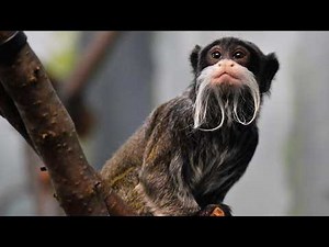 all about Tamarin monkeys: Species and Facts relieved