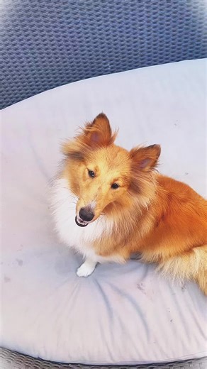 Wrapped in fur and love 💕🥹 #sheltie #happy #sheltiesoftiktok #sheltiepuppy #dogsoftiktok #dog #fyp #foryou