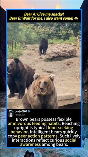 Who can resist the two bears competing to stand up and ask for snacks?#AnimalFacts#BrownBear