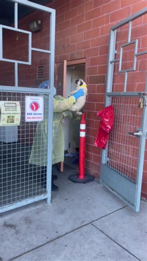 We got a few notices of two young, beautiful pugs who were stuck at a shelter and because one tested positive for Parvo and the other was exposed, they were put on the euthanasia list and only had 2 more days. We rushed to get them so we could get the female, Teacup, started with aggressive treatment right away. Orion, a male, is also in hospital until we know he is negative. This way if he turns positive he can get treatment right away and also bringing Parvo into our facility is dangerous. Ple