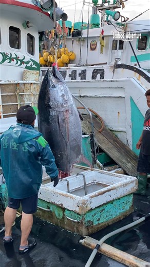 Giant bluefin tuna bitten by unknown sea monster 😱🐟 #OceanMystery #BluefinTuna #黑鮪魚 #SeaMonster #DeepSea | Seafood Adventure