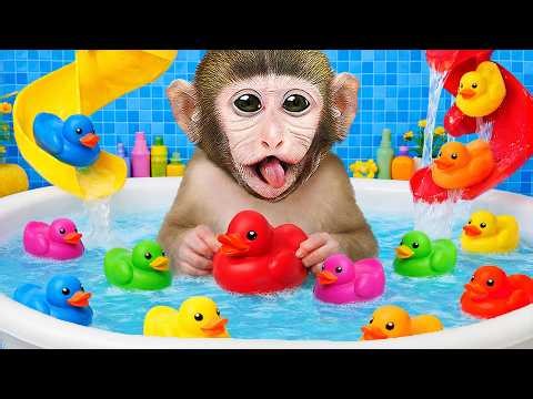 Monkey MoMo Comes Home from School and Enjoys Bath Time with Toy Ducks 🛁🐒🦆 | MoMo Monkey Life