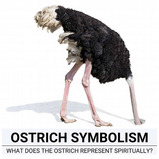 Ostrich Symbolism: Spirit Animal Meaning & Feather Symbolism
