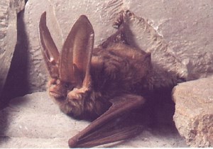 Virginia big eared bat - Alchetron, The Free Social Encyclopedia