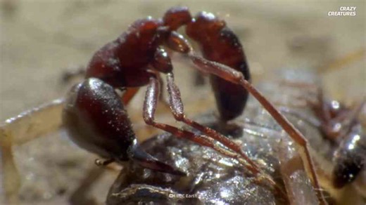 What scientists discovered about ants that use their own bodies as weapons