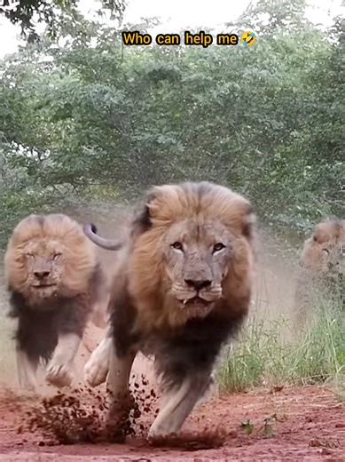 Who Can Help Me? A Funny Moment