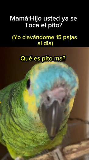 El Carlitos loro on Instagram: "Qué es pito ma? #meme #viral"