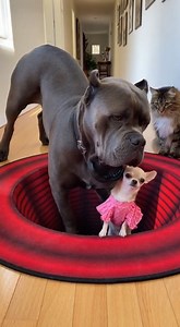 10K views · 71 reactions | Giant Dog vs. 3D Black Hole Rug!  You...