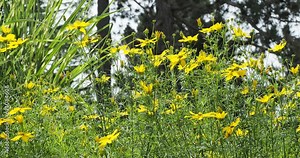 Video Stock Coreopsis verticillata | Coréopsis verticillé ' Zagreb' ou Coréopsis à feuilles en aiguilles à floraison jaune lumineux sur hautes tiges grêle au feuillage lacinié vert sombre