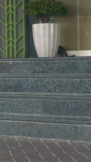 Kitten hunting a Baby Pigeon #shorts