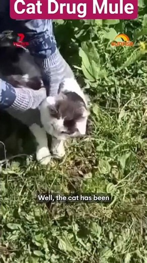 🐈 MEOW! This Cat Was Caught Smuggling Drugs Into a Russian Prison!