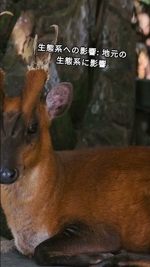 【キョン大繁殖】千葉県で深刻被害 捕獲時に鳴く声で心が痛む #キョン ＃駆除 ＃動物