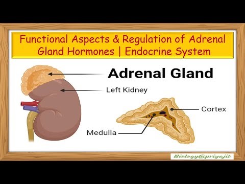Functional Aspects & Regulation of Adrenal Gland Hormones | Endocrine System.