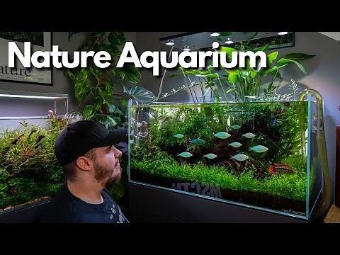 Aquascaping Tutorial: 90cm ADA Nature Aquarium (Komplette Einrichtung)