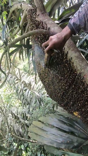 super large beehive #bee #honeybeesting #honey #nature
