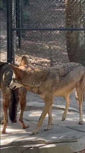 Howling Red Wolves at ZooTampa
