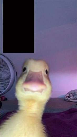 The duck said hello double tap to say it back🫨 #funny #memes