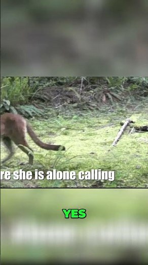 Fascinating Cougar Sounds: Nature's High-Pitched Calls
