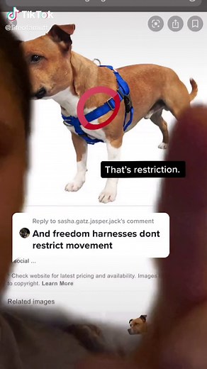 How to Put On a Vibrant Life Dog Harness: Step-by-Step Guide