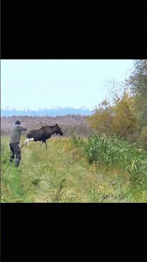 Big Moose at Point-Blank Range | Powerful Shotgun Hunt #hunting #moosehunting #wildlife #deer