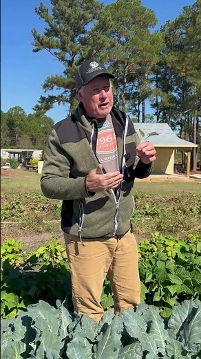 Plant our top-selling collard now! Easy to grow, packed with flavor, and perfect for your garden.