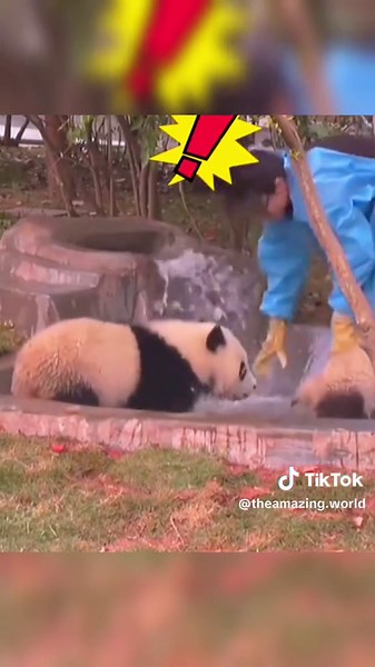 Playful Panda Bear: A Bundle of Joy in Nature