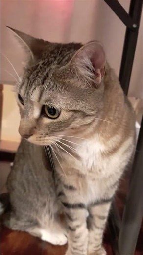 I couldn't do this one with a beanie Boo because All beanie boos have names