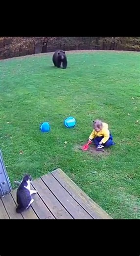 492K views · 6.6K reactions | CCTV HERO: The Cat Who Fought a Bear” #bear #tiger #cats #animallover #rescue | Mystères Félins | Facebook