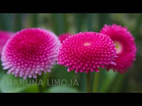 MAUA MAZURI YAPENDEZA.