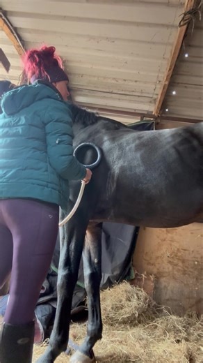 ➿ PEMF Therapy Machine ➿ Pulsed Electro Magnetic Field Therapy for Horses Harness the power of advanced technology to promote healing, recovery, and overall equine wellness. PEMF (Pulsed Electromagnetic Field) Therapy directs gentle magnetic pulses into the body’s tissues, helping to stimulate repair, reduce inflammation, and support natural healing processes. ⚡ Key Benefits: 🦴 Bone Production & Healing — Stimulates osteoblast activity to aid fracture recovery and strengthen bone tissue. 🧬 Car