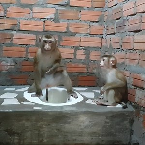 106K views · 2.6K reactions | Absolutely Smartest Monkey Koko and Yoko Go To WC | Monkey Koko | Facebook
