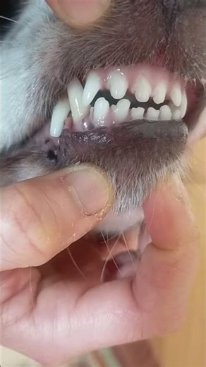 Lucy has a love heart tooth