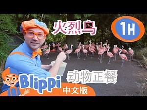 比利皮在动物园投喂动物们并和它们游戏 | MOONBUG KIDS 中文官方頻道 | 兒童動畫 | 卡通 | 兒歌 | 早教 | 熱門 TOP系列合集 | Kids Cartoon