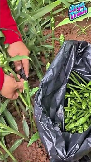 How to Harvest Wild Ginger Flower Buds Correctly for Culinary Use