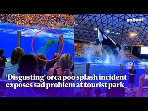 ‘Disgusting’ orca poo splash incident exposes sad problem at tourist park | Yahoo Australia
