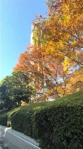 Autumn Colors at Shinjuku Gyoen, Tokyo