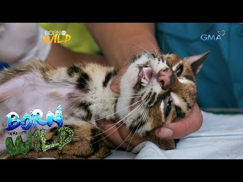 Born to be Wild: Saving the life of an anemic Visayan leopard cat