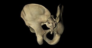 Download Bone structure of male pelvis in a human skeleton in rotation in 4K format for free