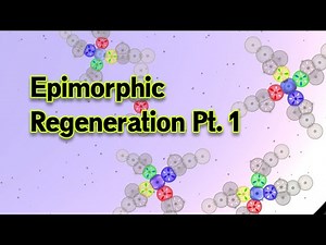 Epimorphic Regen Pt. 1 - Cell Lab Walkthrough