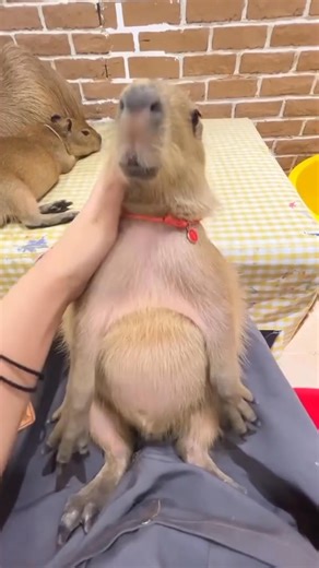 2.4K views · 208 reactions | Cute capybara 殺 | Capybara | Facebook