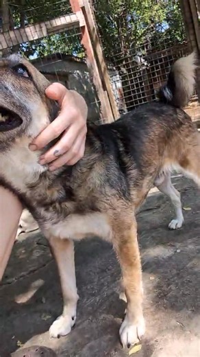 19K views · 1.3K reactions | Some dogs are just born invisible 﫣 I...