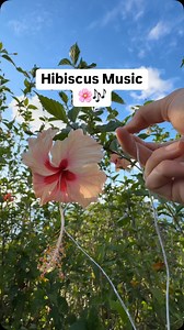Drift into the gentle melody of a hibiscus in bloom. 🌺🎶 Using PlantWave, we translate the plant’s electrical signals into music, revealing the quiet rhythm of nature. Like a slow breath, its song invites calm, clarity, and connection. Close your eyes and listen—what do you feel? Learn more at PlantWave.com #plantwave #plantmusic #plantsofinstagram #hibiscus #flowers #plantsmakepeoplehappy | PlantWave